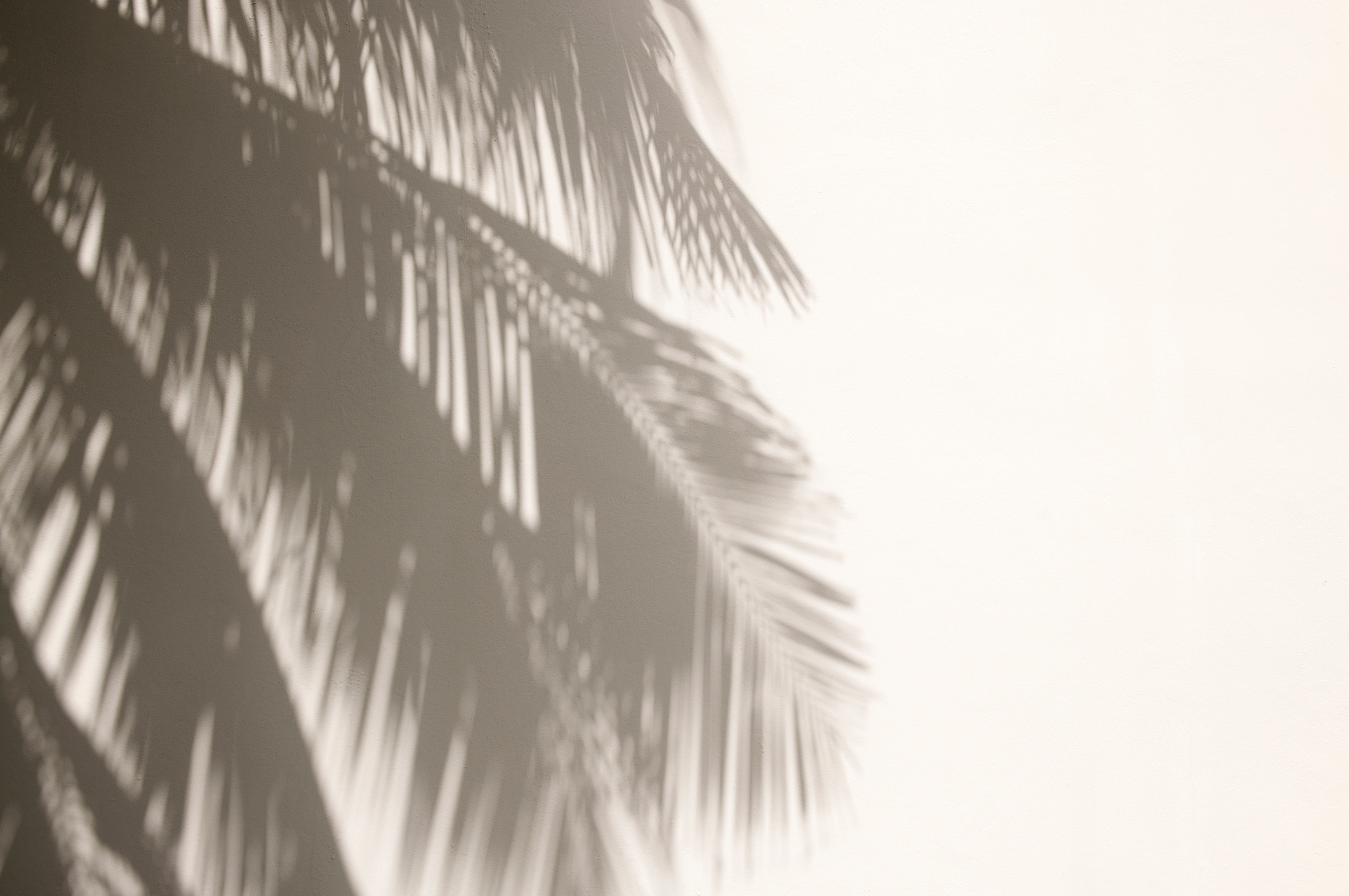 Palm Tree Shadows on White Wall
